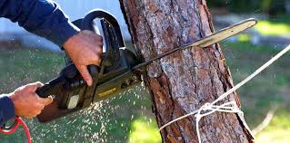 Best Tree Health Inspection  in Harrisville, WV