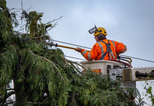 Best Tree Maintenance Programs  in Harrisville, WV