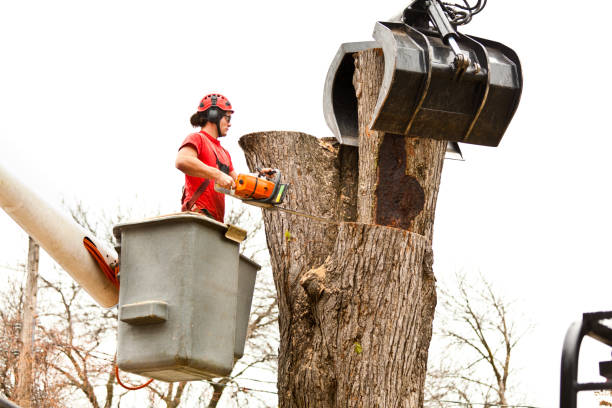 Best Commercial Tree Services  in Harrisville, WV